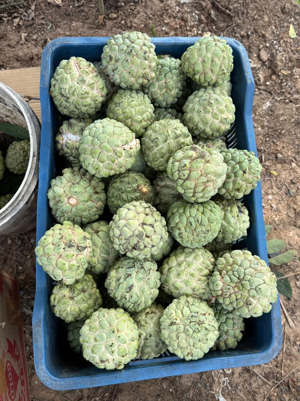 A crate of freshly picked custard apples