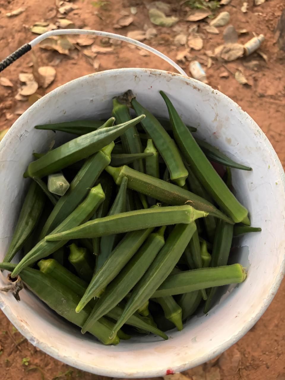 A bucket of freshly picked lady fingers