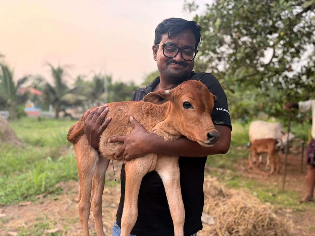 Holding a newborn calf at the farm
