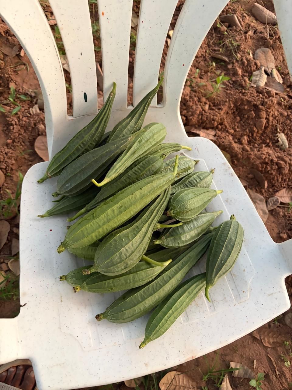 Freshly picked ridge gourds