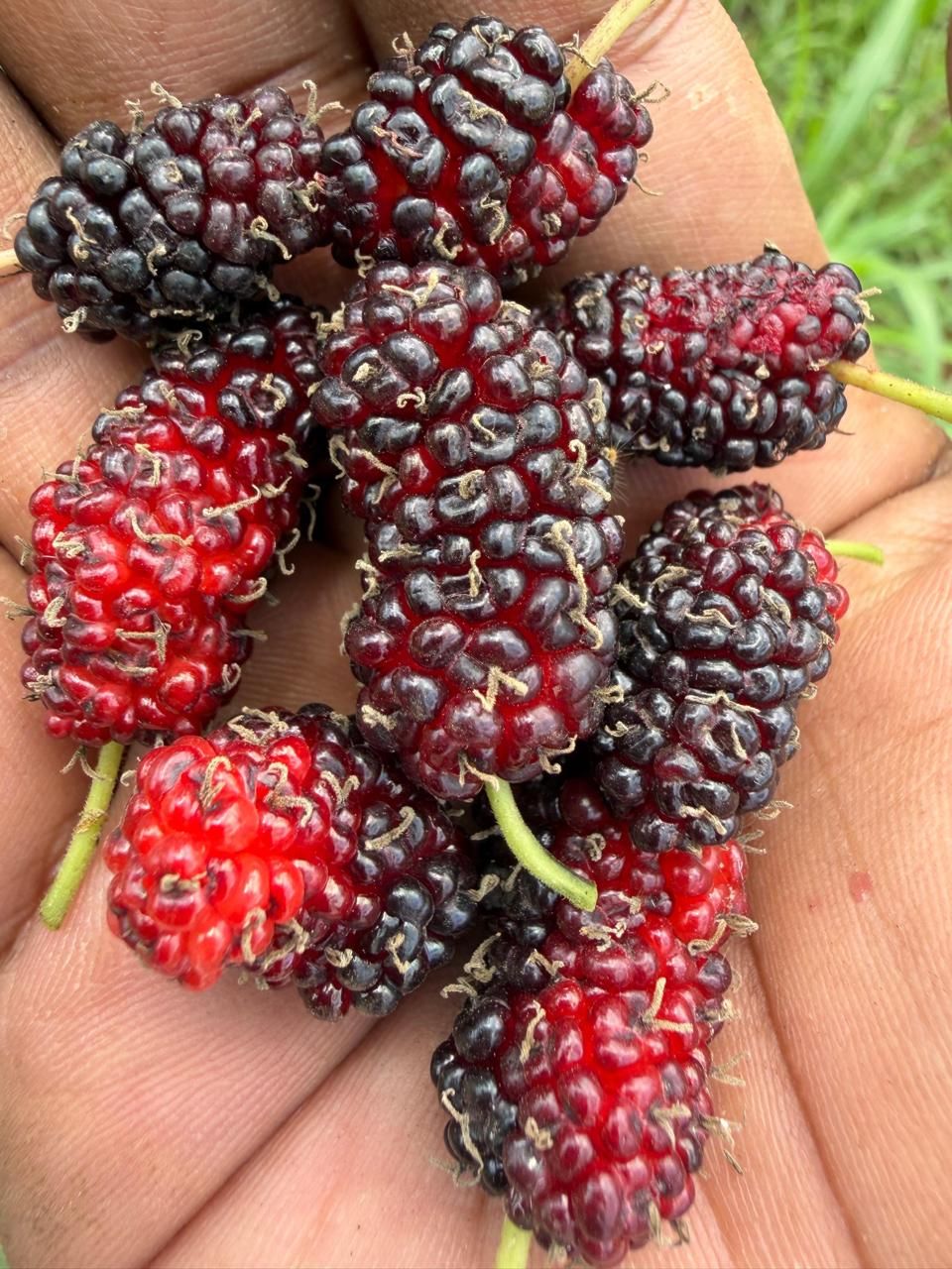 Ripe mulberries held in a hand