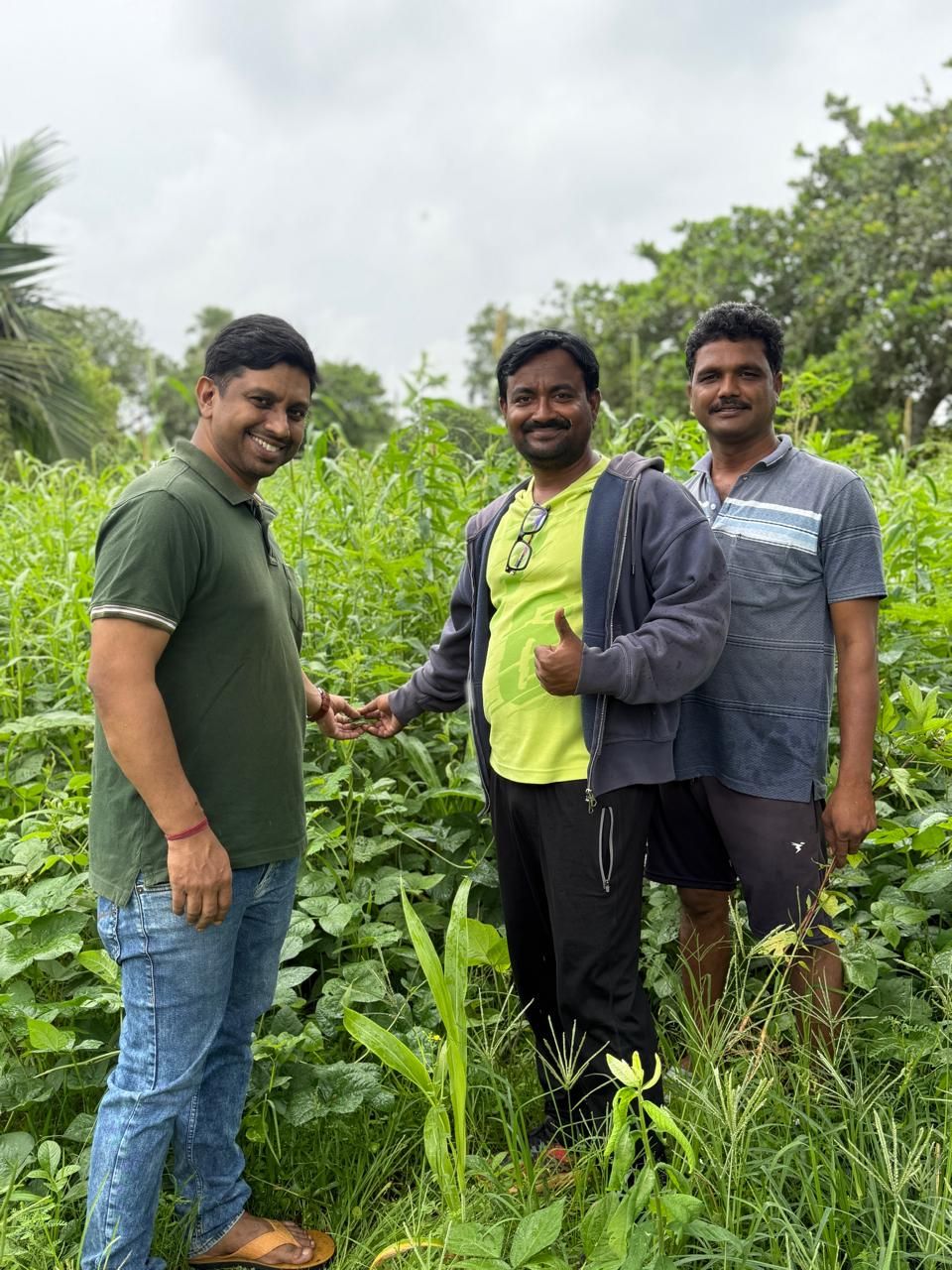 Three men looking at a mixed green manure crop in the field